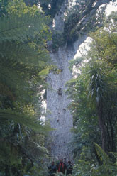 Tane Mahuta, gigantic Kauri Tree